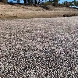 Video | Australiër vindt een miljoen dode vissen in rivier