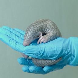 Video | Dierentuin Praag toont eerste in Europa geboren Chinees schubdier