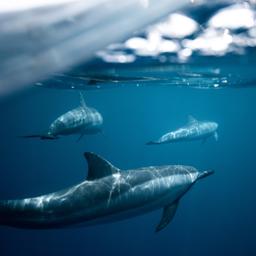 Franse overheid moet visverbod instellen nu honderden dode dolfijnen aanspoelen