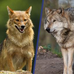 Video | Goudjakhals steeds vaker gespot: kan dit dier samenleven met de wolf?