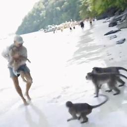 Video | Groep apen valt gezin aan op Thais strand