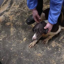 Hondenfokker in Eersel krijgt dwangsom opgelegd na vondst tweehonderd pups