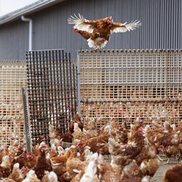 Hoop voor kippen en kalkoenen: vaccin tegen vogelgriep blijkt succesvol