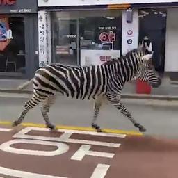 Video | Ontsnapte zebra draaft door straten van Seoel