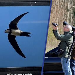 Video | Vogelaars trekken naar Franeker voor zeldzame alpengierzwaluw