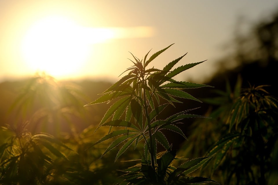 Oppositiepartijen willen goedkeuring wetsvoorstel medicinale cannabis