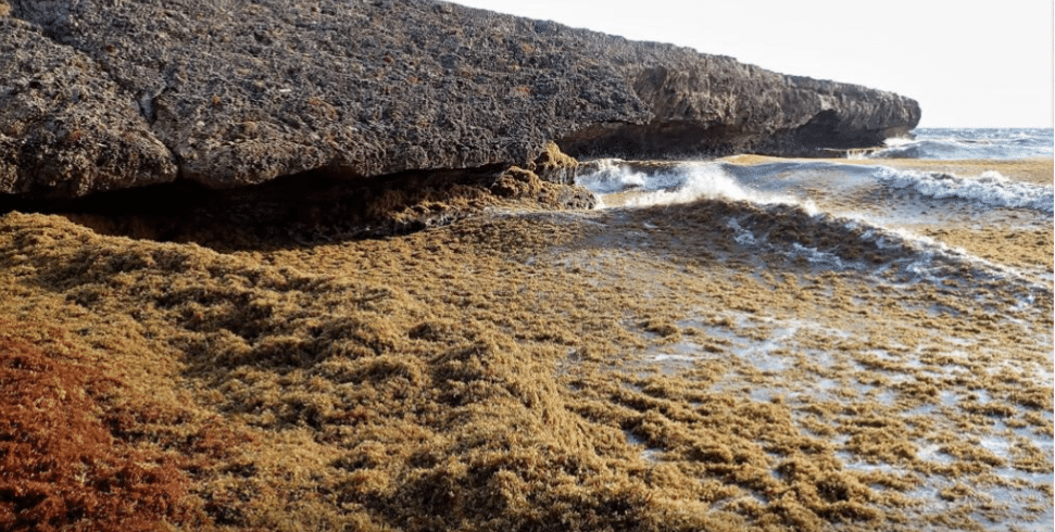 Ministerie GMN gaat sargassum weghalen
