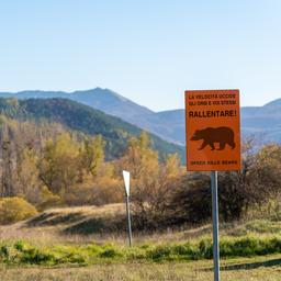 Italië wil beren het land uitzetten na dodelijke aanval op jogger