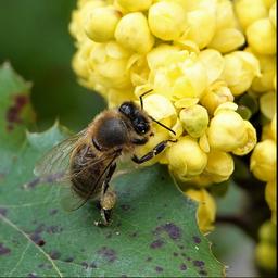 Minder bijen geteld bij jaarlijkse bijentelling door koud weer