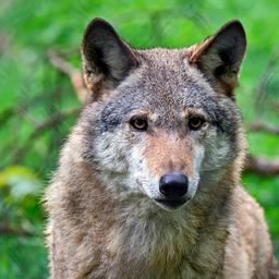 Nederland telt nu negen gebieden waar wolven territorium hebben