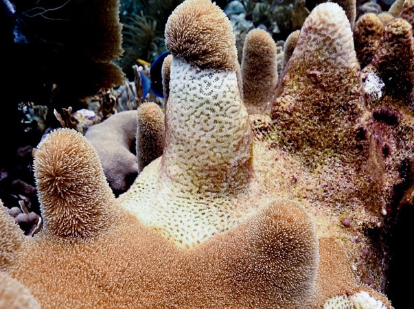 Ernstige koraalziekte witte pest nu ook op Curaçao