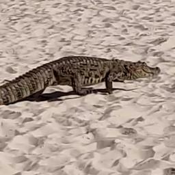 Video | Alligator verrast strandgangers in Brazilië