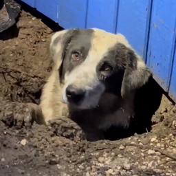 Video | Amerikaanse nieuwsploeg redt bekneld geraakte hond na tornado