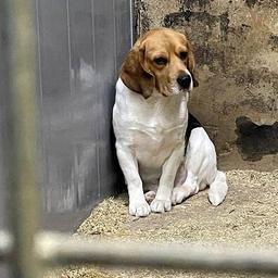 Hardleerse hondenfokker in Eersel raakt al zijn honden kwijt na nieuwe misstap
