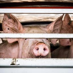 Slachthuizen onder verscherpt toezicht vanwege ‘structurele dierenmishandeling’