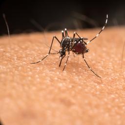 Veel muggen op komst door hogere temperaturen en vochtig weer