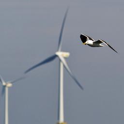 Windparken op Noordzee voor het eerst stilgezet om trekvogels te beschermen