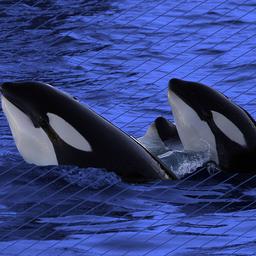 Explainer | Zo gaan orka’s te werk als ze boten aanvallen bij Spanje