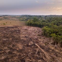 Brazilië wil illegale ontbossing in het Amazonegebied in 2030 stoppen