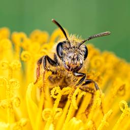 Dramatisch jaar voor vlinders, hommels en bijen: ‘Planten worden niet bestoven’
