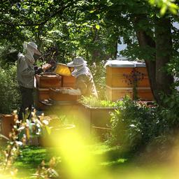 Kwart bijenvolken overleefde winter niet, grootste sterfte sinds 2010
