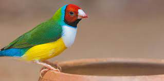 Vogelbeschermingsproject moet vogels op Nederlandse Cariben beschermen
