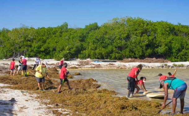 Project opgezet om sargassum in Caribisch gebied aan te pakken