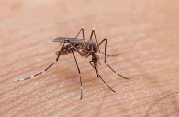 Ministerie van GMN geïnformeerd over urgente situatie dengue