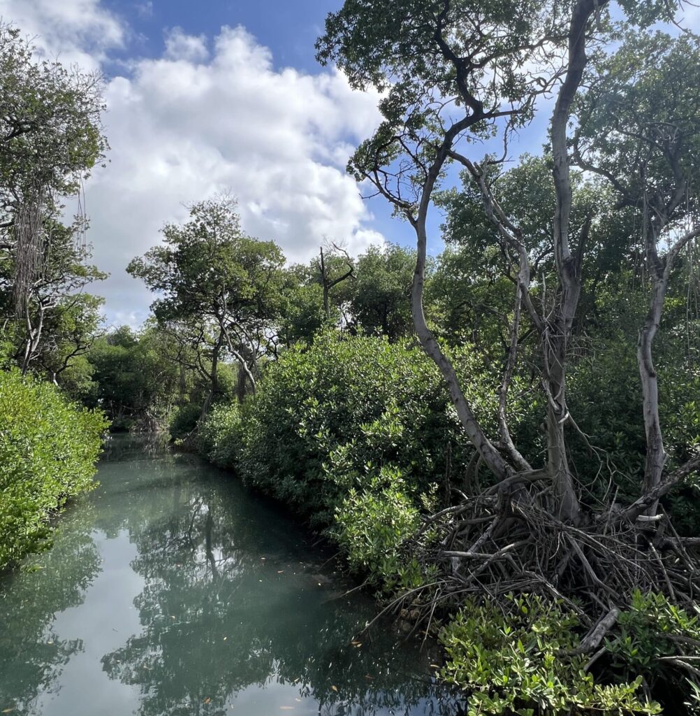 Mangrove Park krijgt uitbreiding en controle op waterkwaliteit