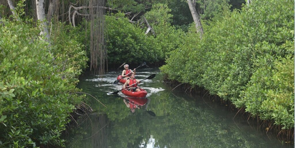 Kayaktours in Mangrovepark zijn hervat