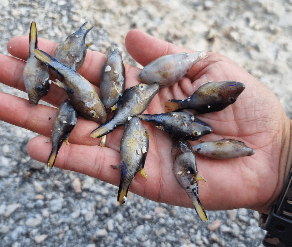 Kust Bonaire geteisterd door dode kogelvisjes
