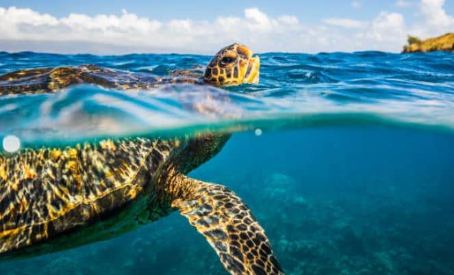 Zeeschildpadden op Curaçao vertonen vreemd zwemgedrag