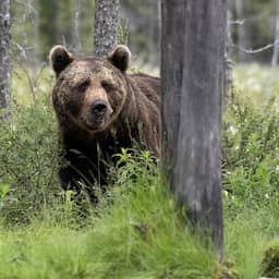 Bruine beer die vijf personen verwondde in Slowakije is doodgeschoten