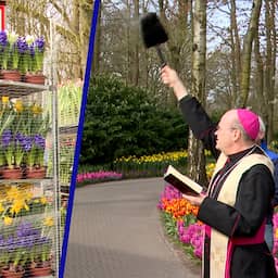 Video | Nederlandse bloemen op weg naar de paus na zegening in Keukenhof