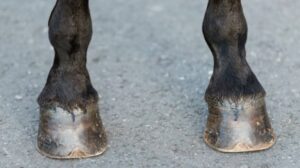 Paard en ruiter gewond na aanrijding op Bonaire