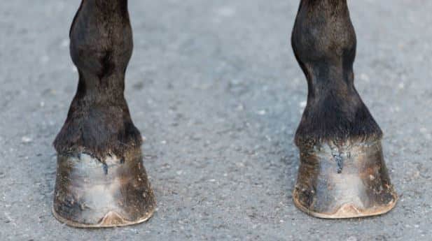 Paard en ruiter gewond na aanrijding op Bonaire