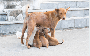 Hondenstichtingen slaan handen ineen voor castratieproject