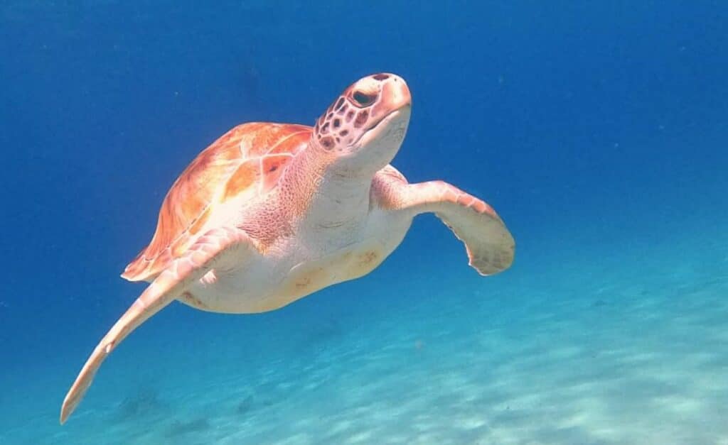 Sea Turtle Conservation Curacao: gezonde schildpadden bij Playa Piskadó