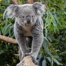 Voor het eerst koala’s te zien in Nederlandse dierentuin