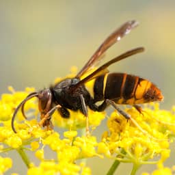 NU+ | Waarom is bestrijding van de Aziatische hoornaar eigenlijk nodig?