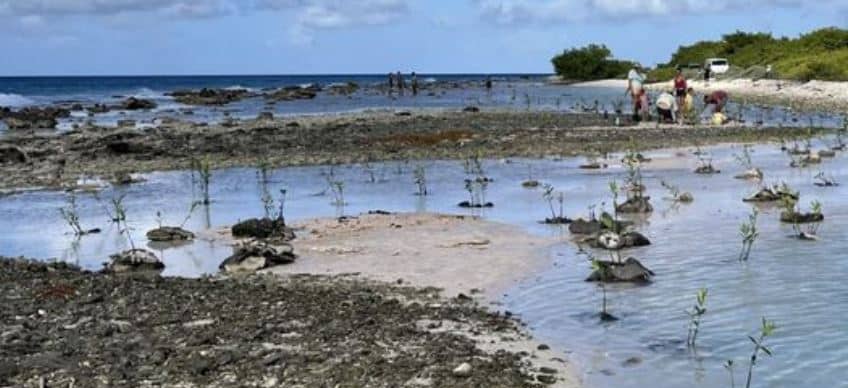 Planten van nieuwe mangroves op Bonaire