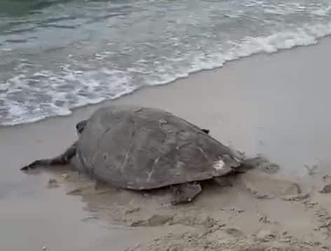 Zeeschildpad gered bij Blue Bay