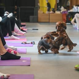 Italiaans gezondheidsministerie verbiedt yoga met puppy’s