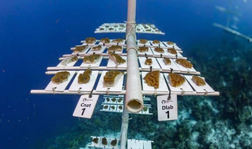 Nieuwe soorten aan koraalkwekerij Bonaire toegevoegd