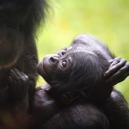 Uit Ouwehands ontsnapte bonobo werd opgejaagd door groep en vond sluipweg